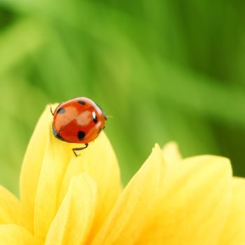 ladybug on yellow flower grass on background