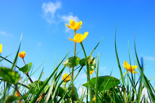 beautiful spring flowers on a sunny day