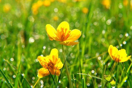 beautiful spring flowers on a sunny day