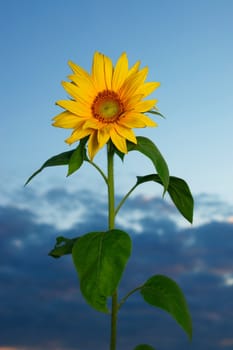 sunflower against sunset. on a sunny day