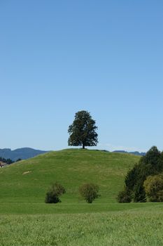 Picture of a tree standing alone on a hill