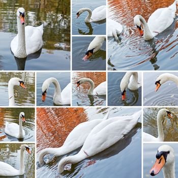 digital collage of beautiful swans on lake in autumn