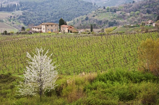 farmland and countryside in Chianti, Tuscany, Italy