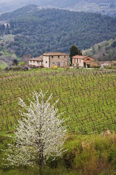 farmland and countryside in Chianti, Tuscany, Italy