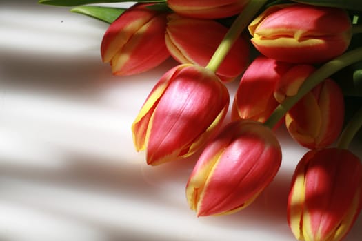 tulips in creative lightning normally not suitable for Microstock