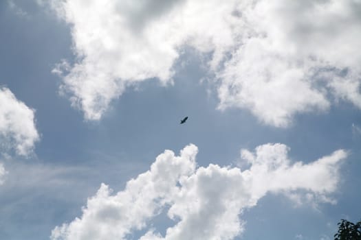 Picture of a flying eagle infront of wonderfull clouds