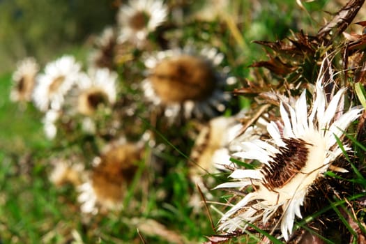 Carline thistle botanic Carlina acaulis