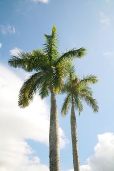 Palmtree against sky in cuba island outside