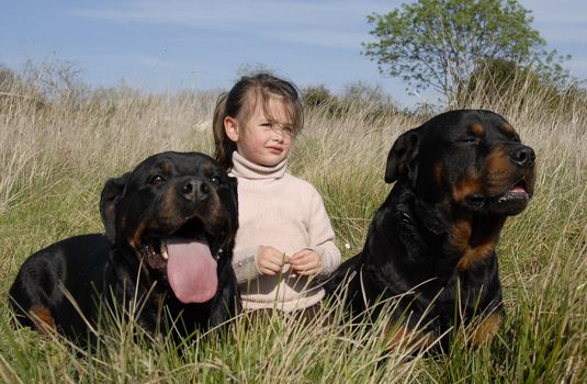 little girl and two dangerous purebred rottweiler