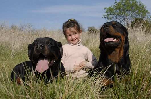 little girl and two dangerous purebred rottweiler