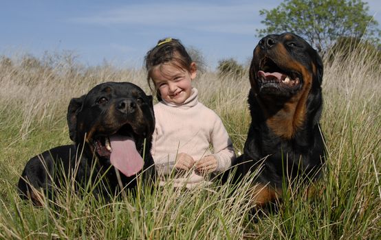 smiling little girl and two dangerous purebred rottweiler