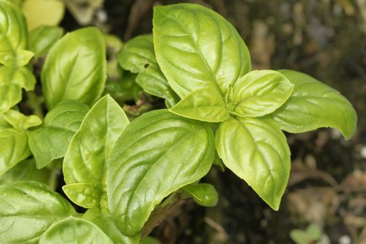 Delitious and healthy organic baby spinach growing in the garden, beautiful food or healthy nutrition concept.