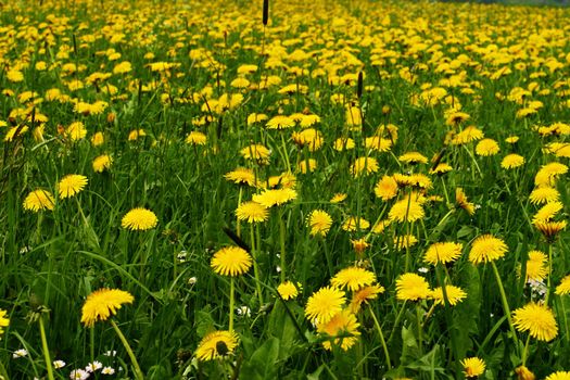 Springflowers in a Field shallow DOF