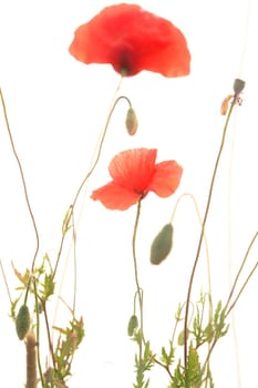 red poppies isolated on a white background