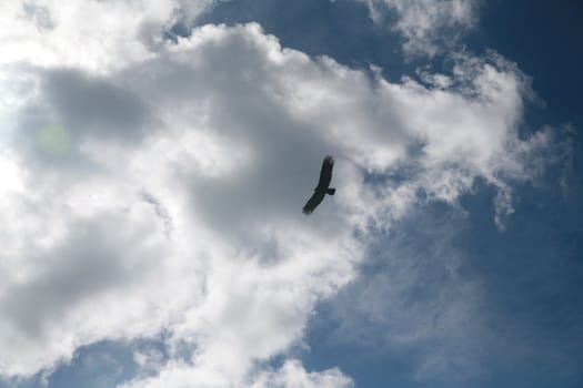 Picture of a flying eagle infront of wonderfull clouds