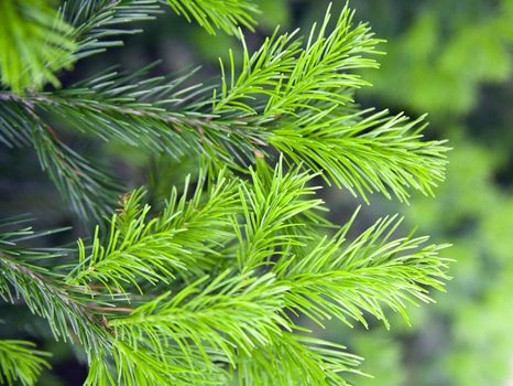 Brightly green prickly branches of a fur-tree or pine
