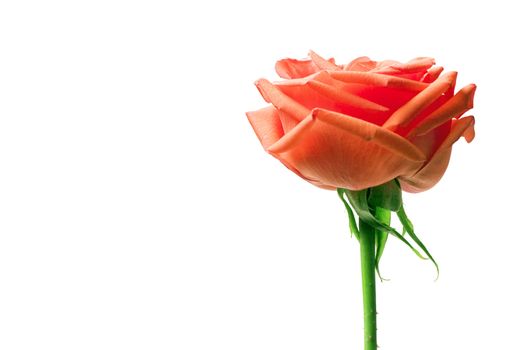 scarlet flowering rose with a bright green stem on a white background