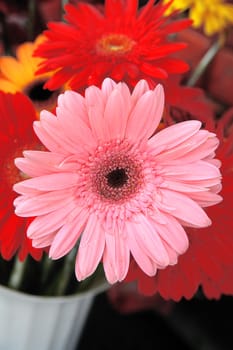 red fresh flower with a green foliage on a white background