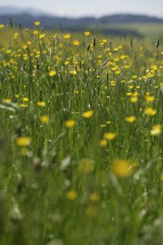 Springflowers in a Field shallow DOF