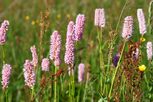 Picture of a meadow in spring