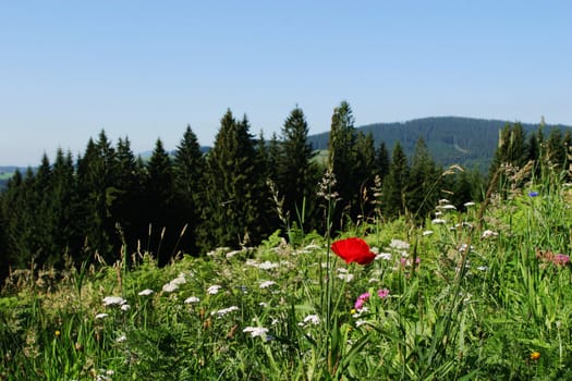 Close-up of a summer landscape