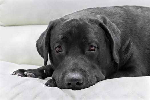 image dog breed black labrador close up