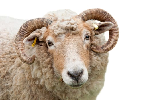 sweet expression on a sheep with horns (isolated on white background)