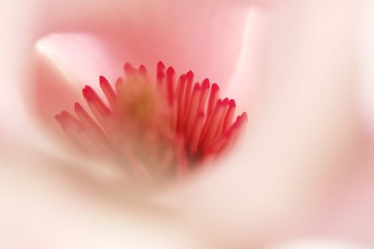 beautiful colorful viivid flowers in bloom pink