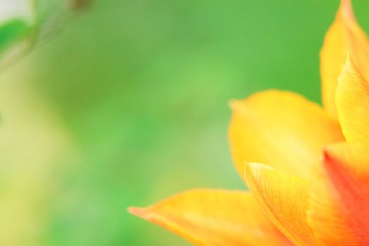 tulip closeup shallow depth of field