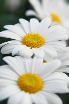 daisies in the meadow