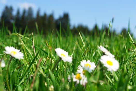 daisies in the meadow