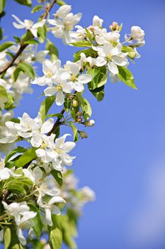 Blooming apple tree branches in spring orchard