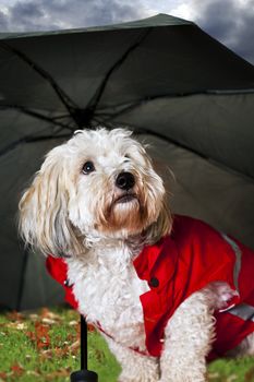 Coton de tulear dog in raincoat under umbrella looking worried