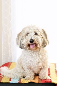 Portrait of happy coton de tulear dog sitting on colorful carpet
