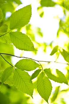 Green spring elm leaves  in clean environment, natural background