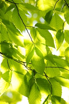 Green spring tree leaves in sunshine, natural background