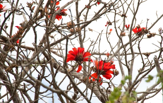 Red blossoms on a tree