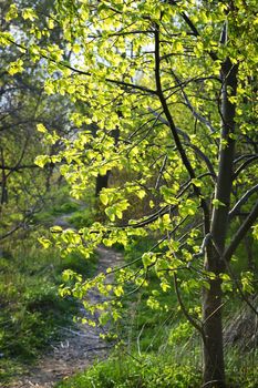 Hiking trail on a sunlit forest path in spring with young linden tree