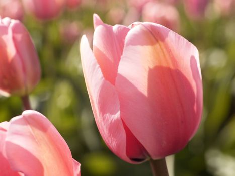 pink tulip in full bloom in a field of flowers