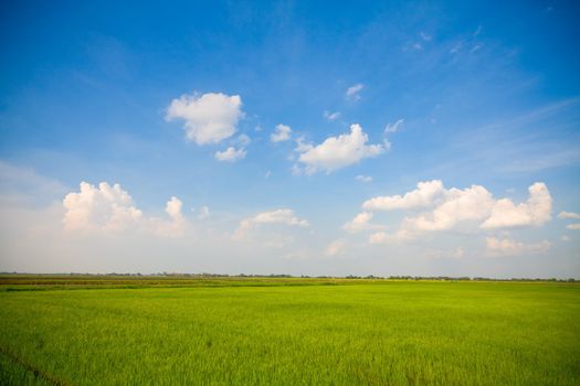 Green grass, the blue sky