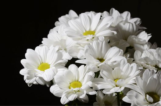 Bouquet of nice white flowers on black background