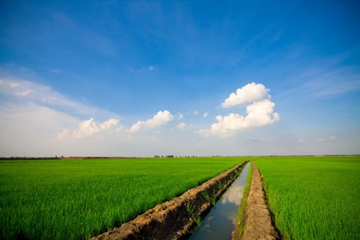 Green grass, the blue sky