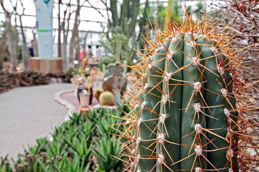 Closeup of Mammilaria cactus on blurry background