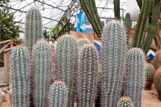 Cactus Mammillaria durispina Bod in botanical garden