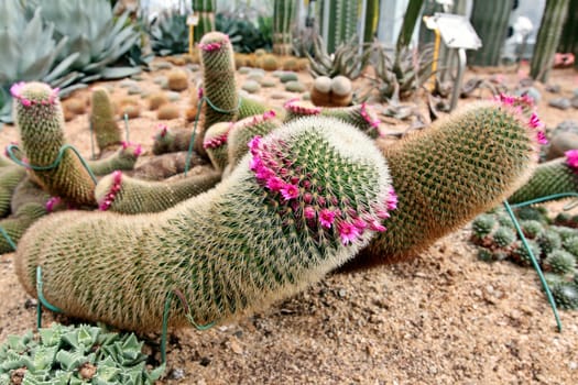 Cactus (mammilaria) blooming with red flowers in botanical garden