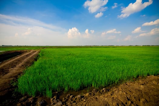 RiceGrass with blue sky