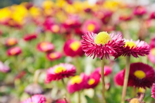 Closeup of daisy flower on a blurry background