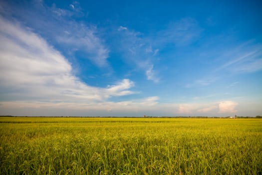 Gold RiceGrass