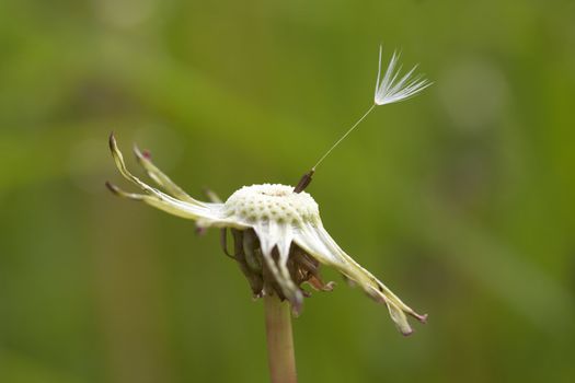 Detail of the last seed on the dandelion