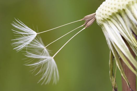 Close-up of the dandelion seeds